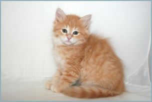 Male Siberian Kitten from Deedlebug Siberians